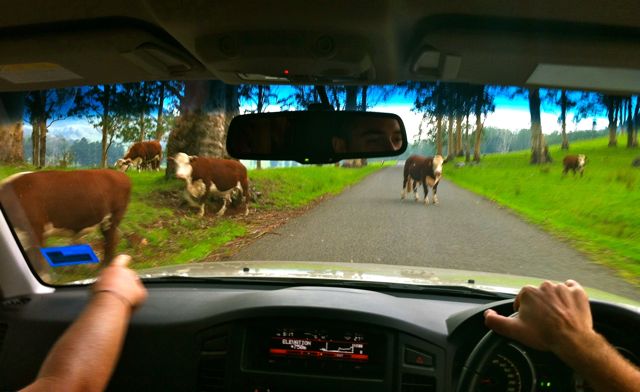 Happy Southern Downs Cows