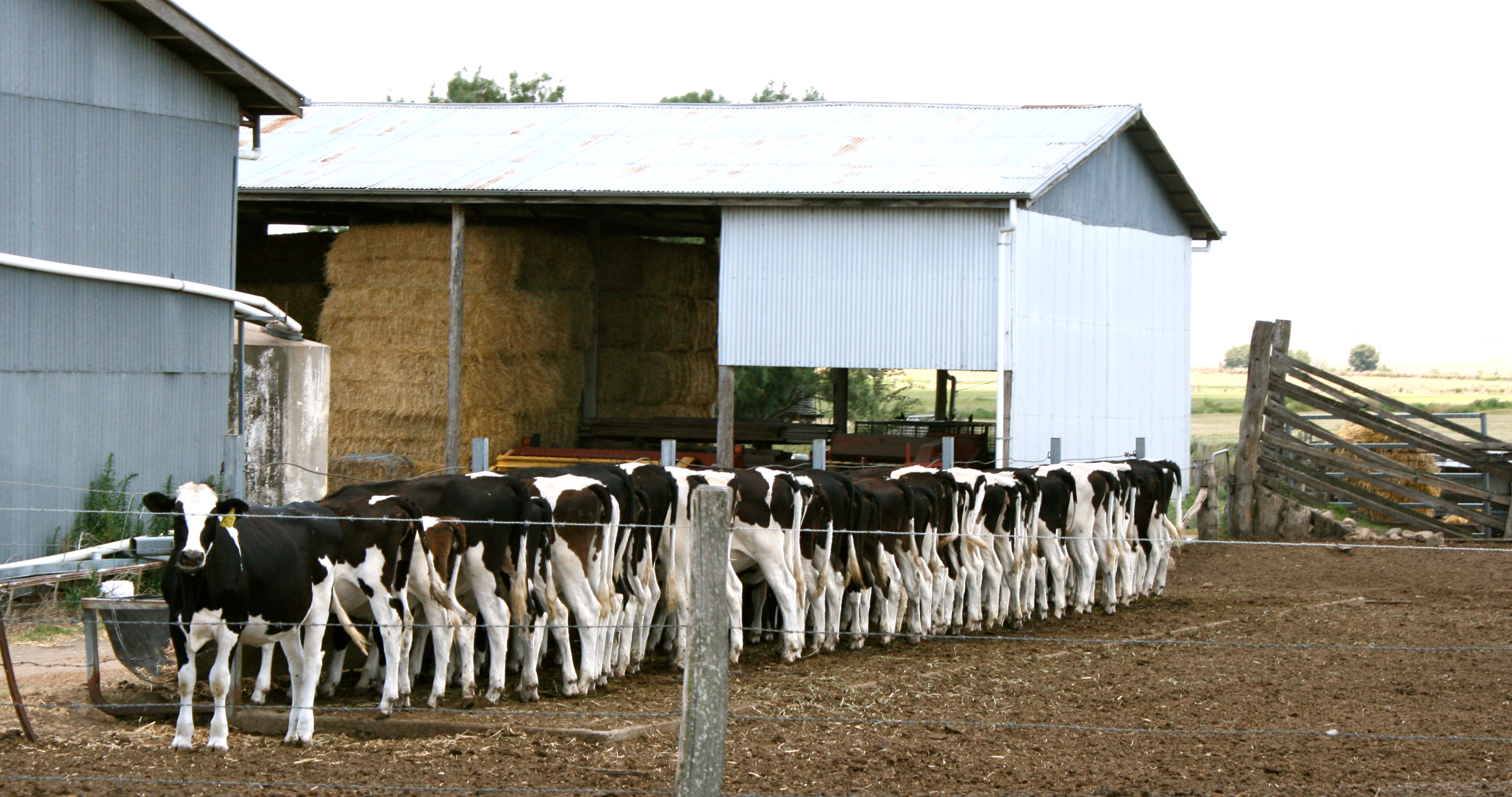 Yangan Dairy Cows