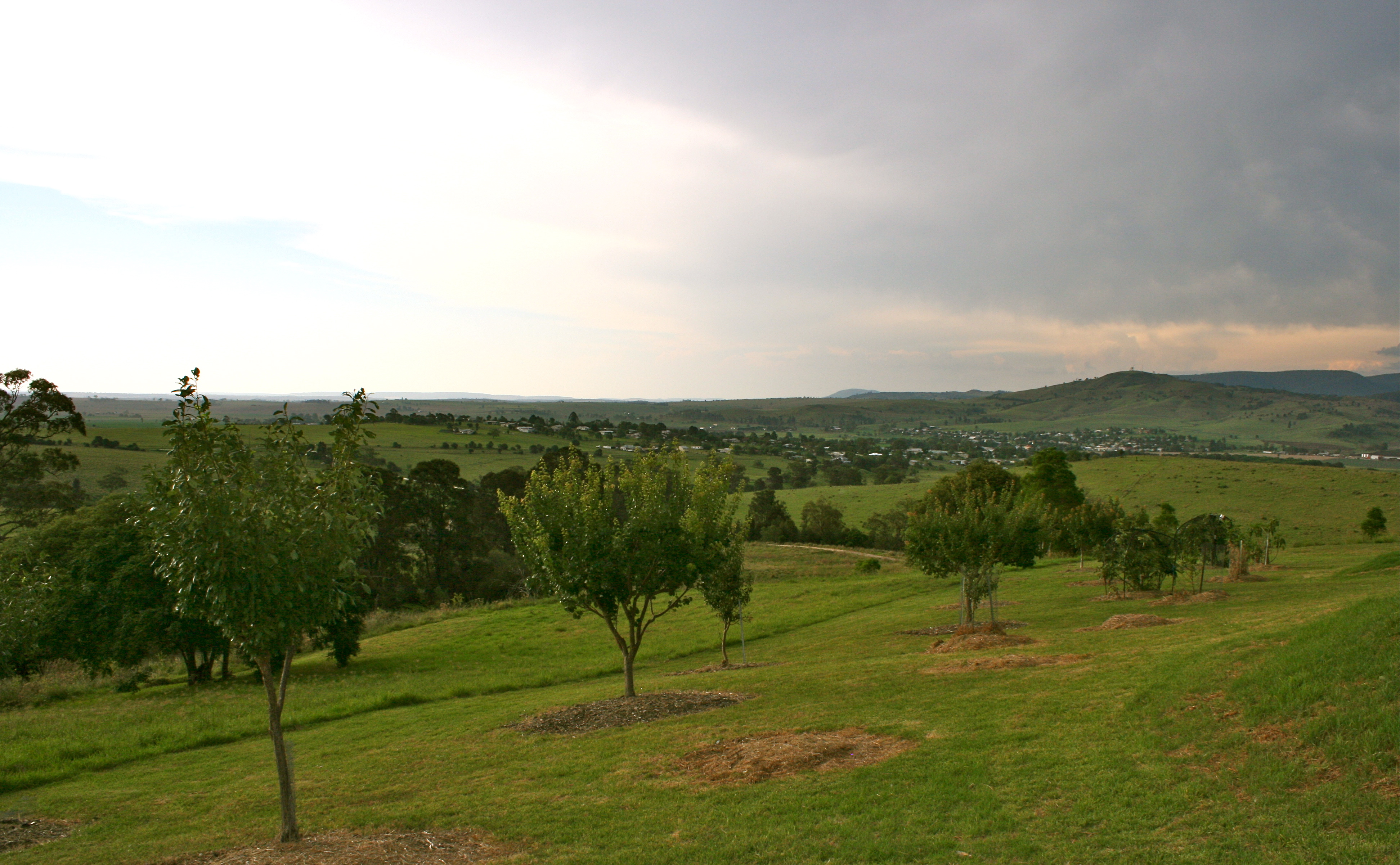 Jocelyn's Orchard Killarney