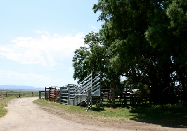 Ian Mapes's Yangan cattle property