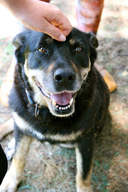 Ian Mapes's cattle dog