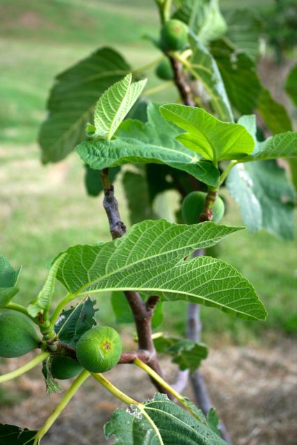 Jocelyn Hancock Figs