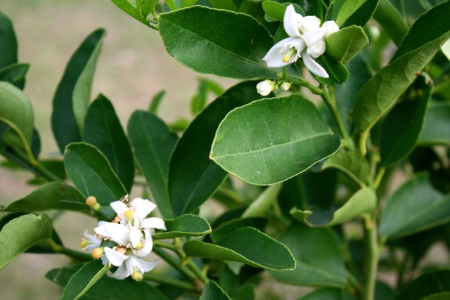 Mandarin flower