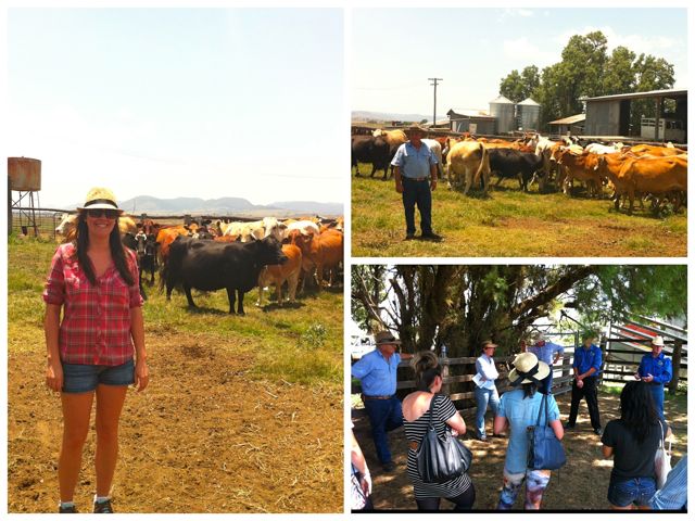 Miss Foodie learning the Paddock to Plate process