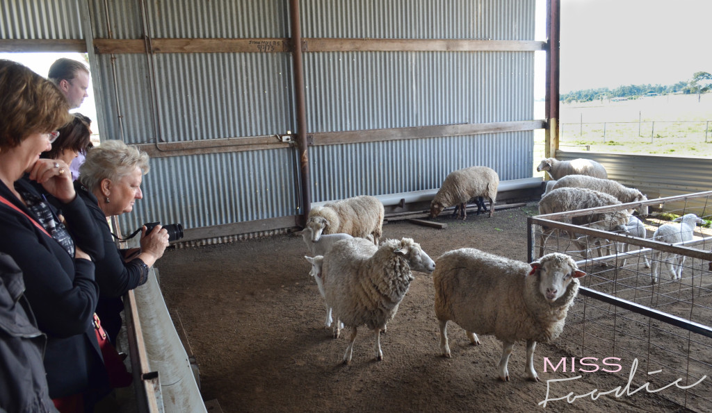 Scenic Rim Tour - Eat Local Week - Miss Foodie-11