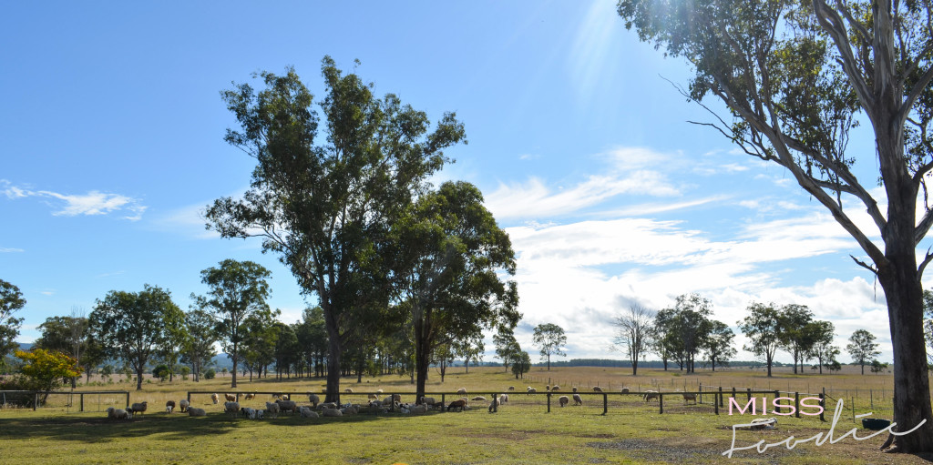 Scenic Rim Tour - Eat Local Week - Miss Foodie-12