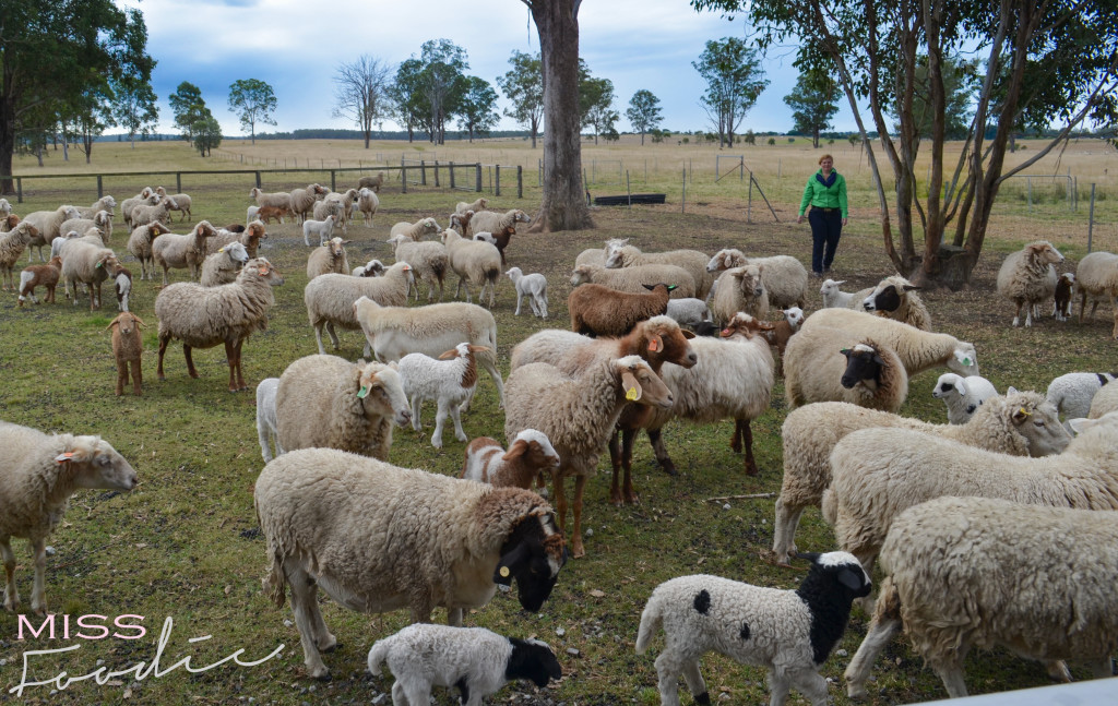 Scenic Rim Tour - Eat Local Week - Miss Foodie-17-2