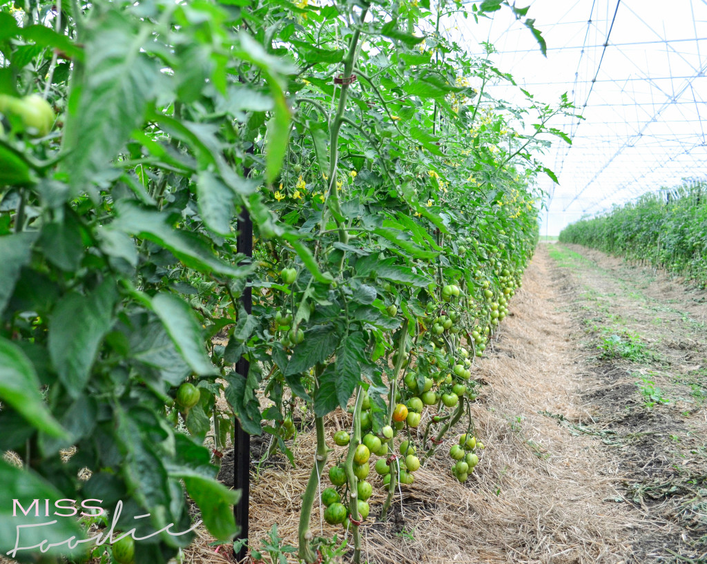 Scenic Rim Tour - Eat Local Week - Miss Foodie-37